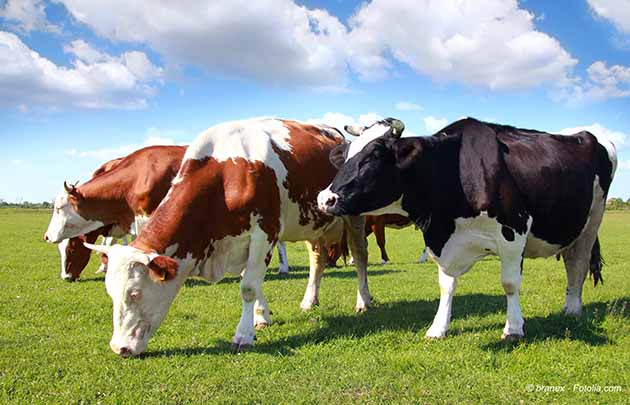 Maak kennis met de boeren van onze Waalse boerderij