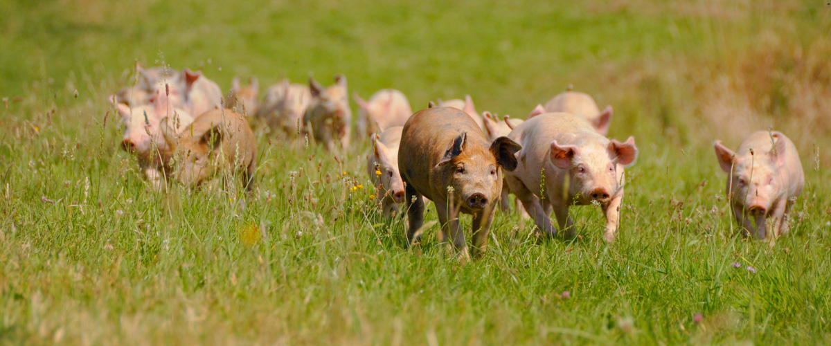 Traceerbaarheid: aanduiding van de herkomst van vlees, afkomstig van onze kweekboerderij in België