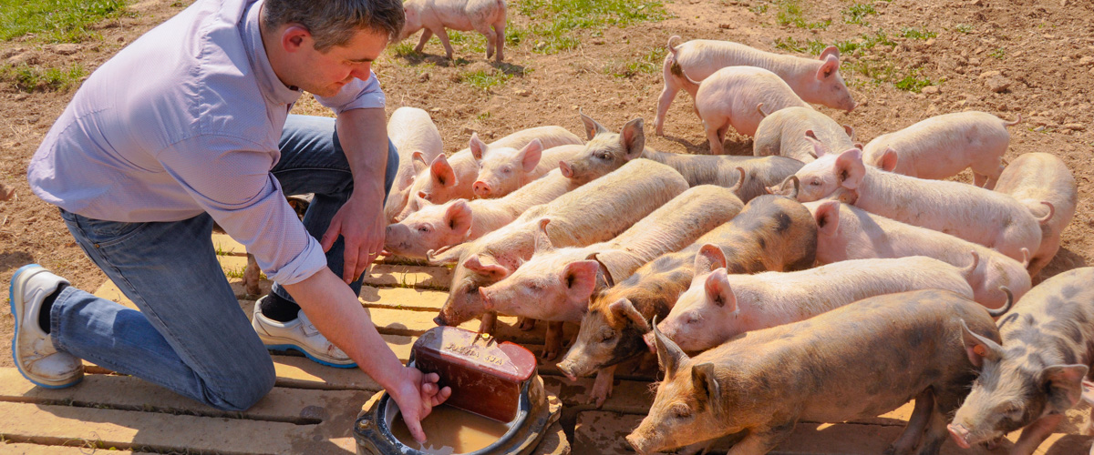 Runder- of varkenspaspoort – met zorg geselecteerde dieren