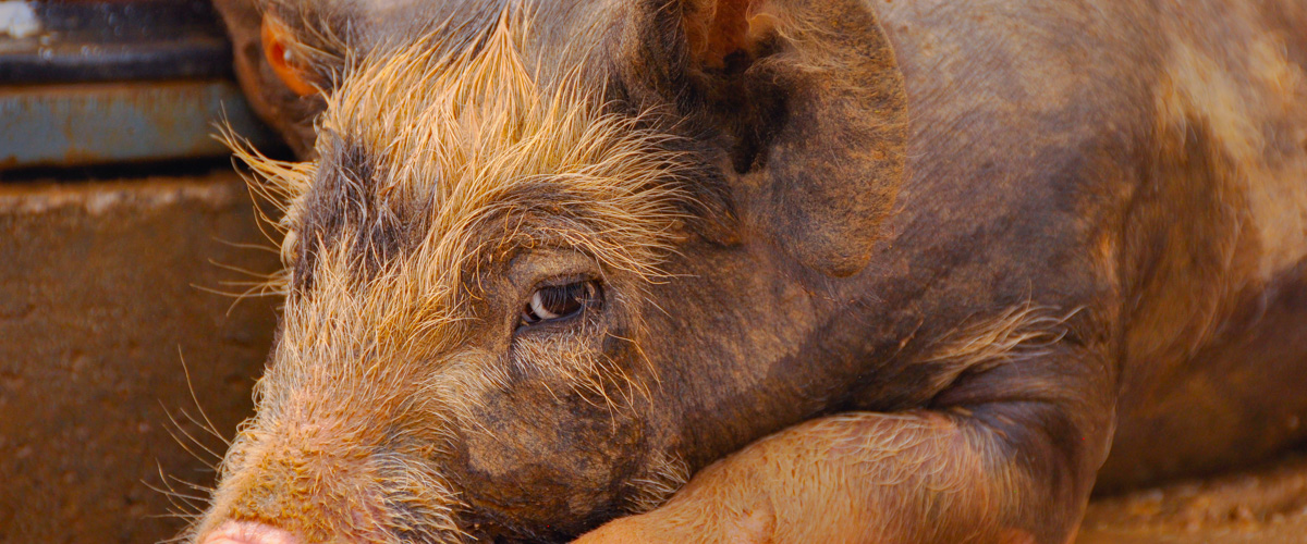 Runder- en varkensteelt voor biovlees : eet ethisch!